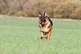 BERGER ALLEMAND 542